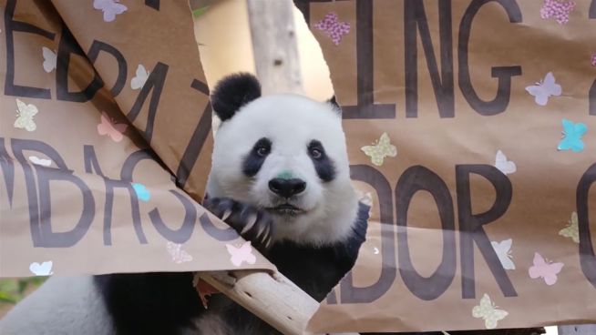 Geburtstagskuchen für einen Panda: Bai Yun wird 26
