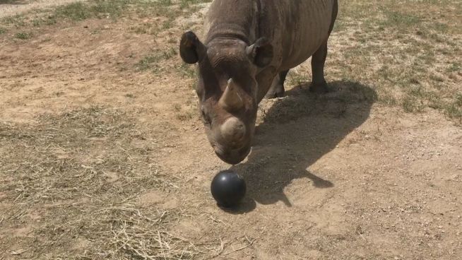 Als Aufruf: Nashorn ‘kickt’ mit Bowlingkugel