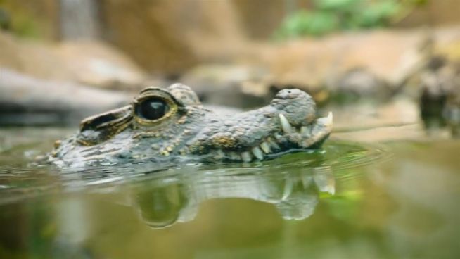 Neues Zuhause: Mini-Krokodil zieht um