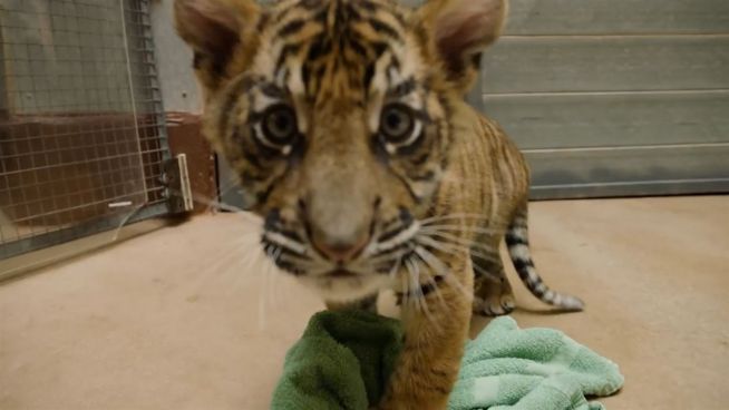 Glück im Unglück: Zweite Chance für Tigerbabys