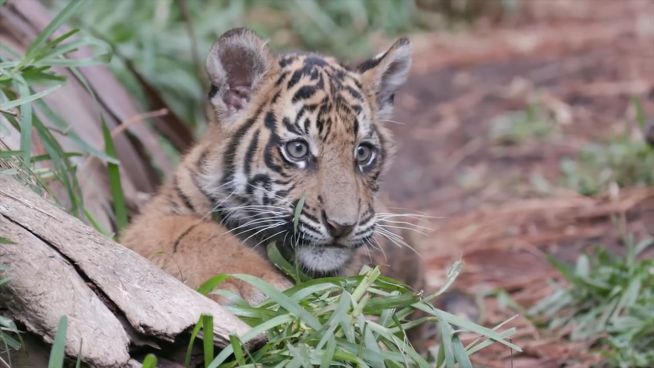 Flauschiger Nachwuchs: Tigerbabys kuscheln