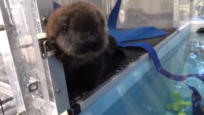 Flaschenkind ‘805’: Otter-Baby im Oregon Zoo